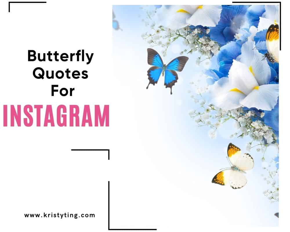 butterfly journey quotes
