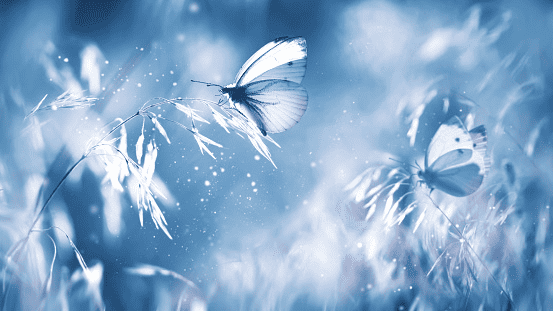 Butterfly quotes for Instagram: butterflies like snow