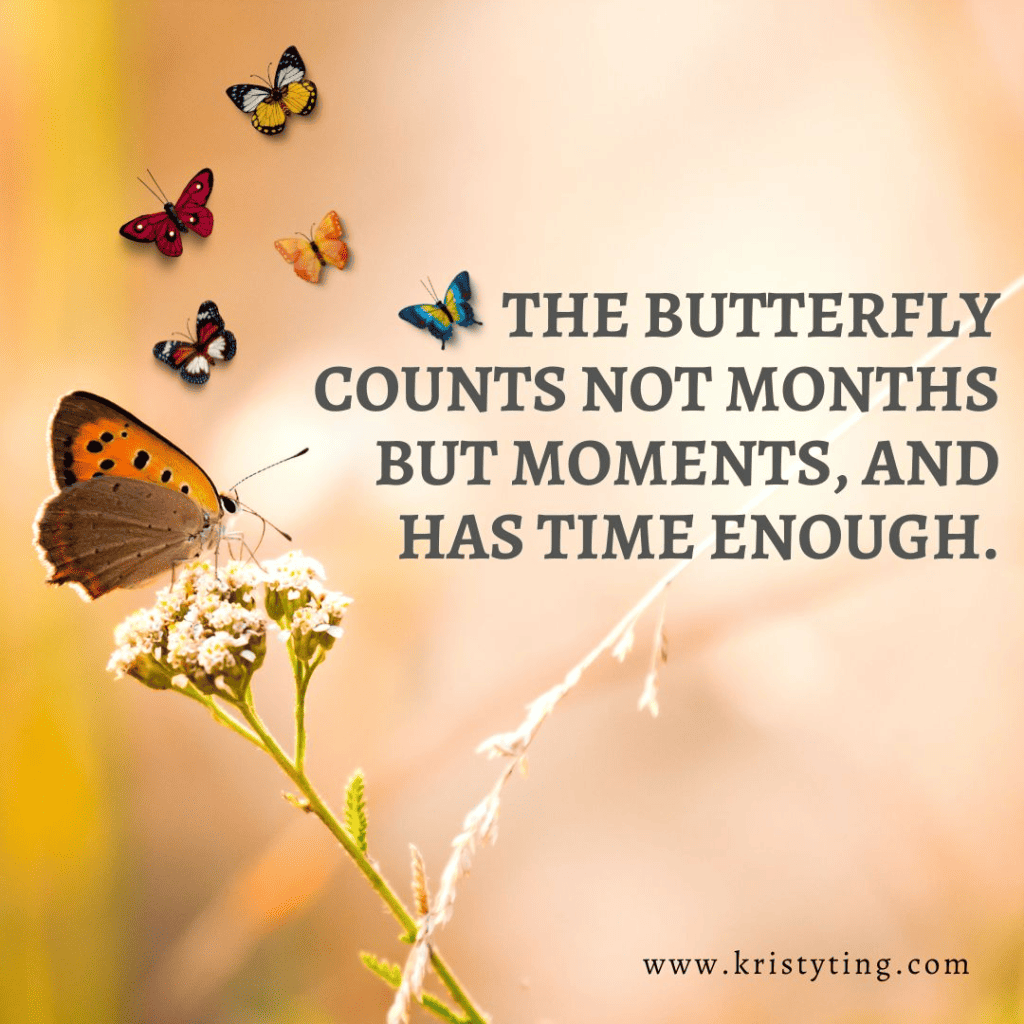 butterfly quote created on Canva